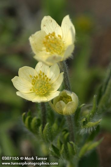 Western Anemone blossoms detail