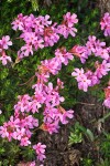 Douglasia