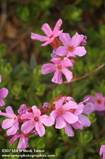 Douglasia blossoms detail