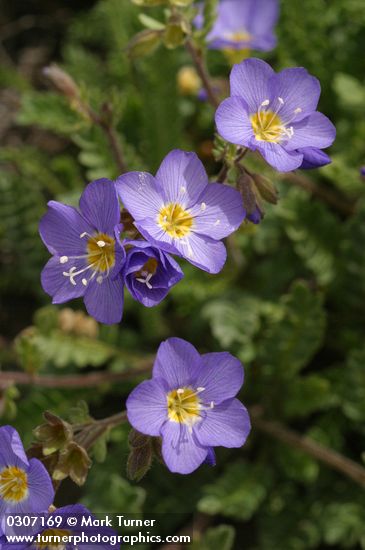 Showy Jacob's Ladder blossoms