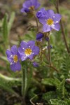 Showy Jacob's Ladder blossoms & foliage