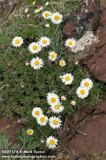 Cut-leaf Daisies