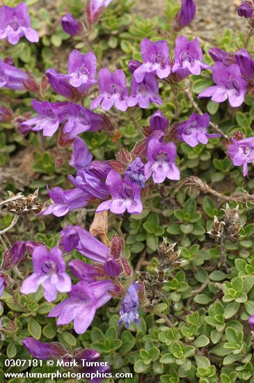 Davidson's Penstemon blossoms & foliage