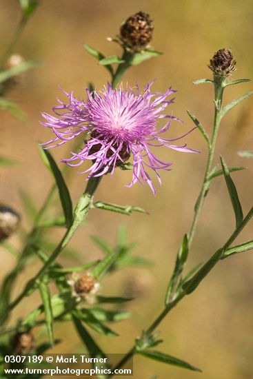 Spotted Knapweed