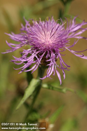 Spotted Knapweed blossom detail