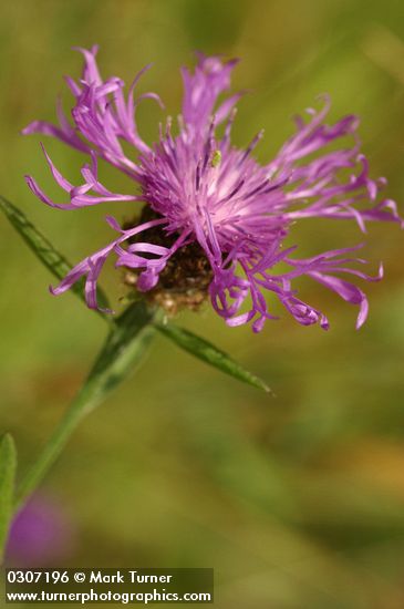 Spotted Knapweed blossom detail