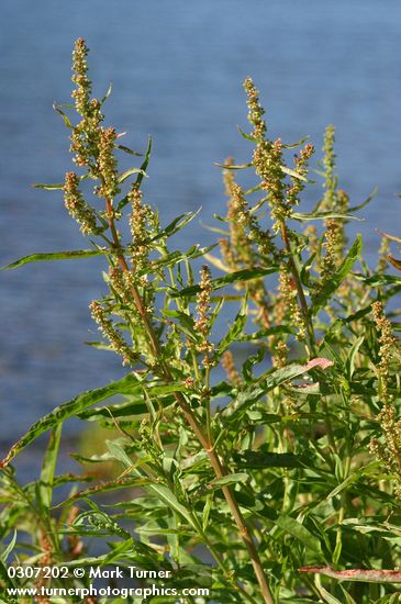 Willow-leaved Dock