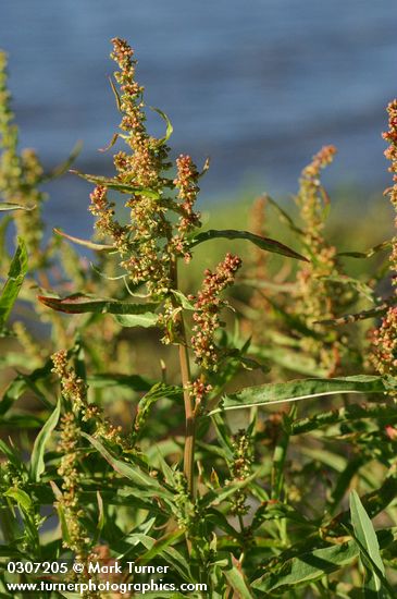 Willow-leaved Dock bracts & foliage
