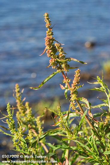 Willow-leaved Dock bracts & foliage