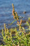 Willow-leaved Dock bracts & foliage
