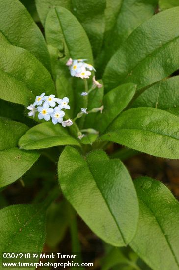 Common Forget-me-not 