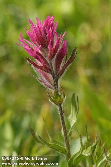 Olympic Indian Paintbrush
