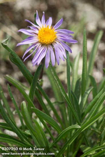 Alpine Aster
