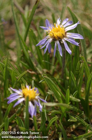 Alpine Aster