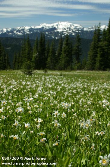 Avalanche Lilies in meadow w/ Mt. Olympus soft bkgnd