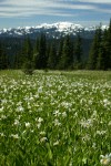 Avalanche Lilies in meadow w/ Mt. Olympus soft bkgnd
