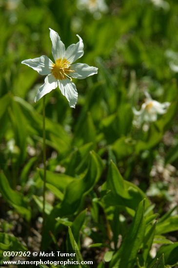 Avalanche Lily