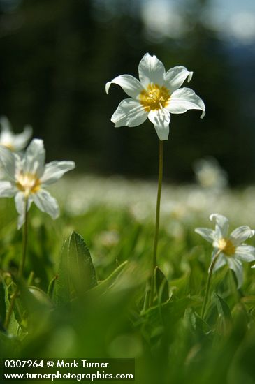 Avalanche Lilies