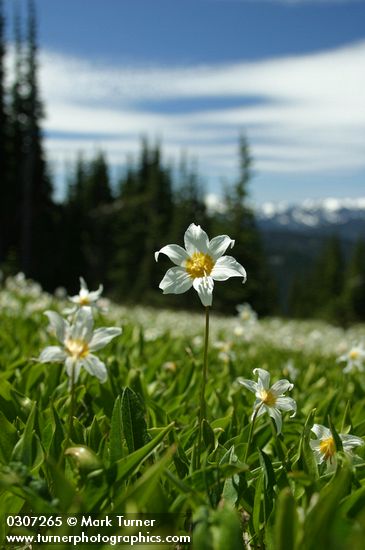 Avalanche Lilies