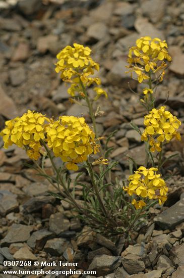 Western Wallflower