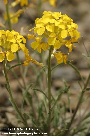 Western Wallflowers