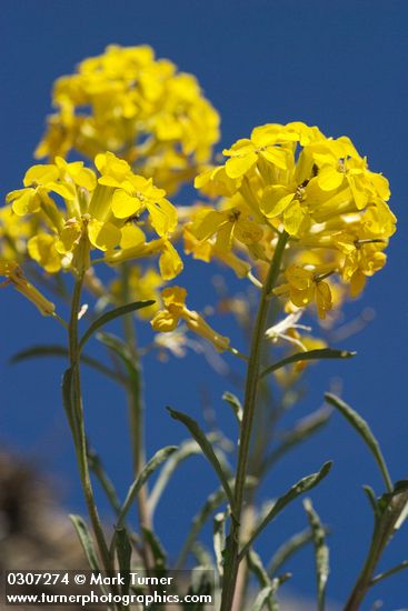Western Wallflowers against blue sky