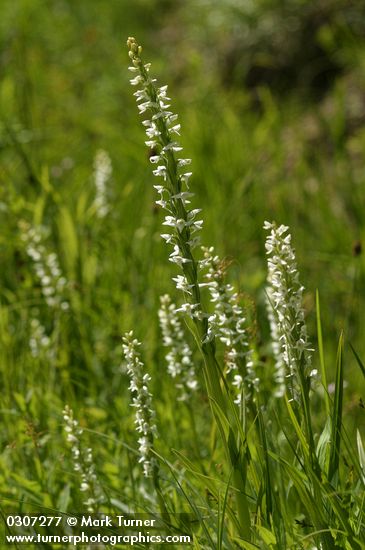 White Bog Orchids