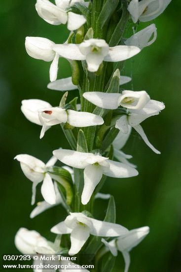 White Bog Orchid blossoms