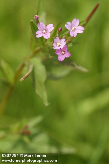 Smoothstem Fireweed