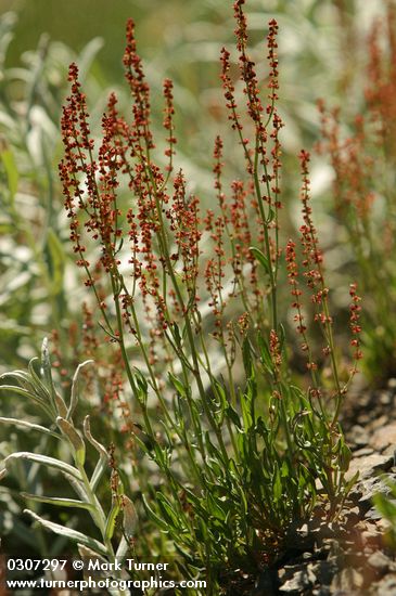 Sheep Sorrel
