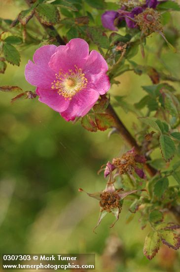 Nootka Rose blossom & foliage