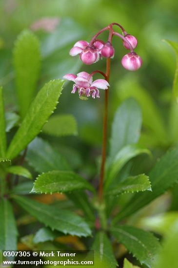 Pipsissewa blossoms & foliage