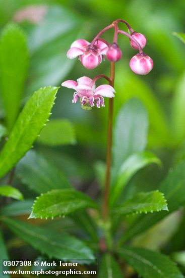 Pipsissewa blossoms & foliage