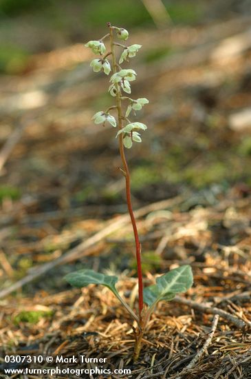 White-veined Pyrola
