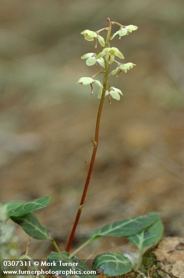 White-veined Pyrola