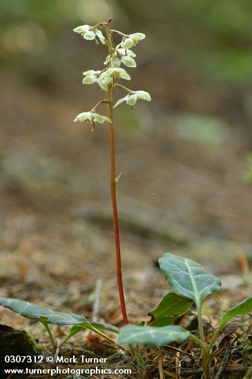 White-veined Pyrola