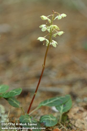 White-veined Pyrola