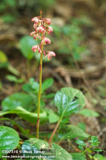 Heart-leaved Pyrola (Bog Wintergreen)