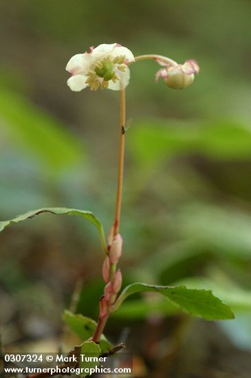 Menzies' Pipsissewa