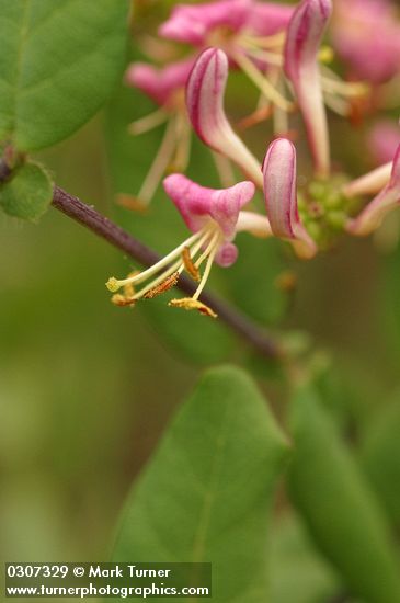 Hairy Honeysuckle blossom detail