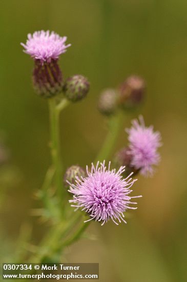 Canada Thistle blossoms