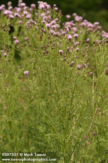 Canada Thistles