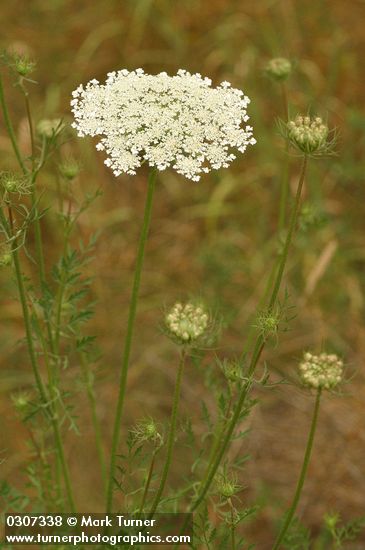 Queen Anne's Lace