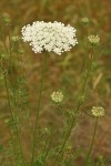 Queen Anne's Lace