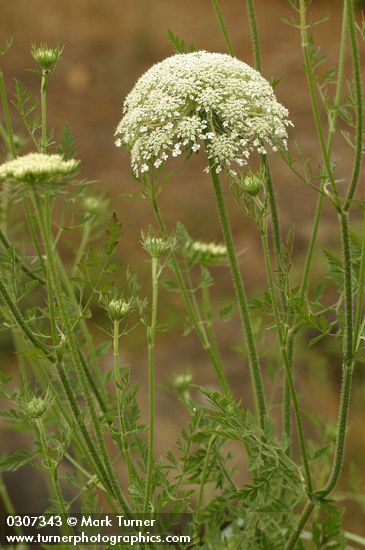 Queen Anne's Lace
