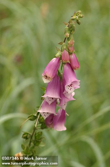 Foxglove blossoms