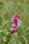Foxglove blossoms