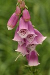 Foxglove blossoms detail