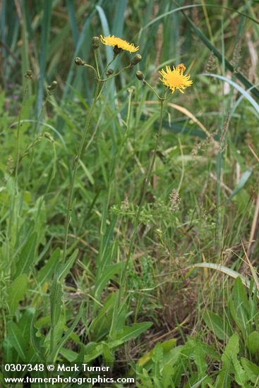 Perennial Sow Thistle