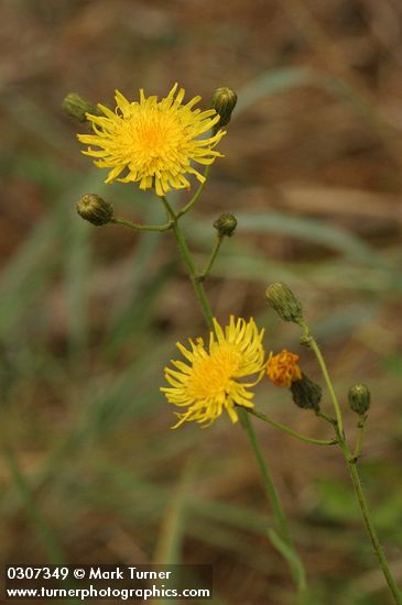 Perennial Sow Thistle blossoms